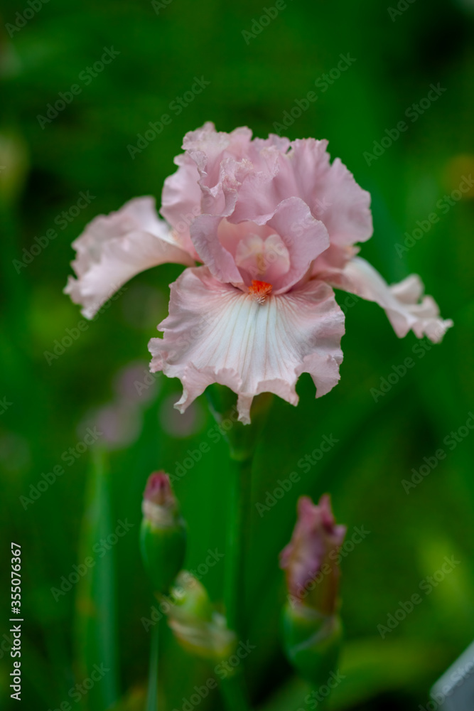 Beautiful pink iris flowers grow in the garden. Beautiful pink iris flowers grow in the garden.