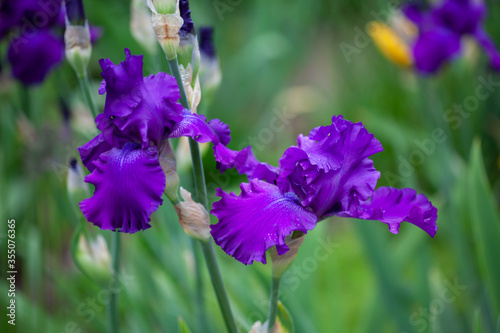 Beautiful purple iris flowers grow in the garden.