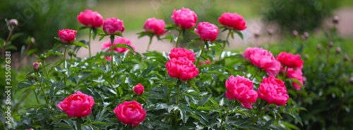 Banner pale pink peonies on a green background.