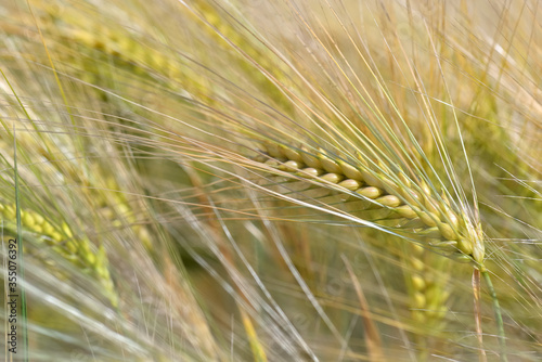 close on a rye of close on a golden cob of cereal growing in a field