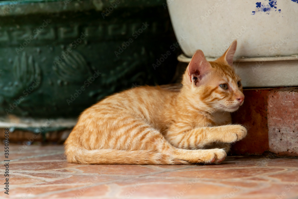 Fototapeta premium A cute orange tiger cat