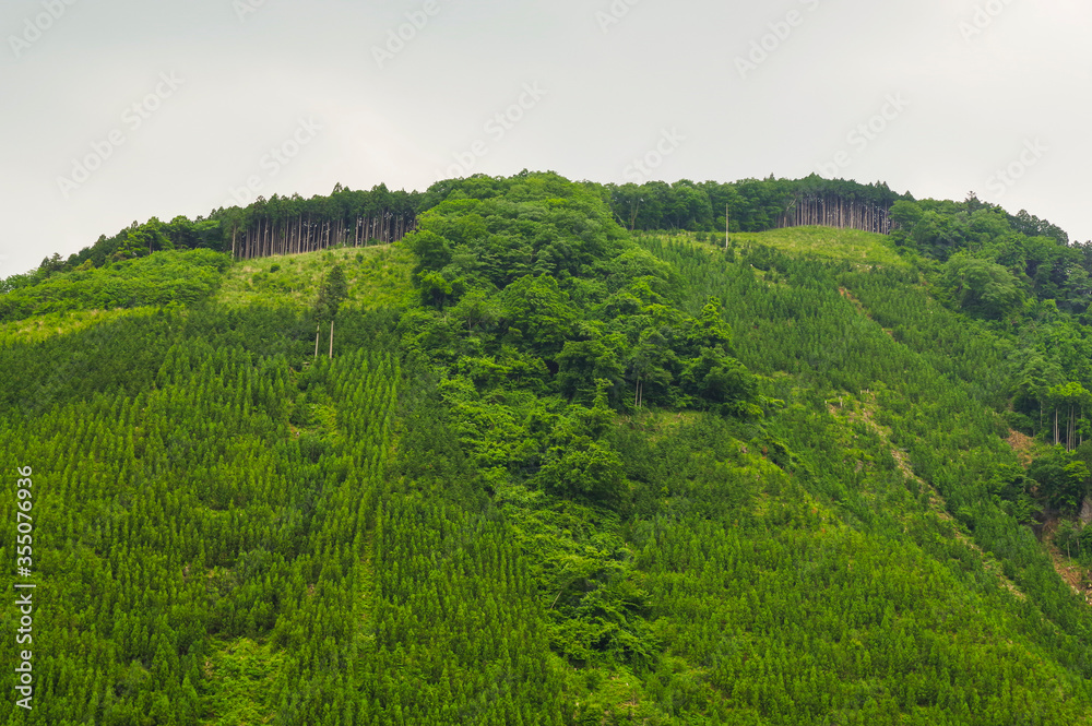 林業を支える山間の植林地