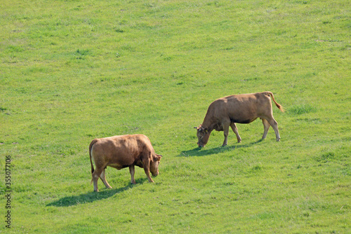 牛と馬と草原 熊本県阿蘇