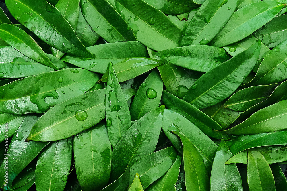 Fototapeta Zielone liście w tle