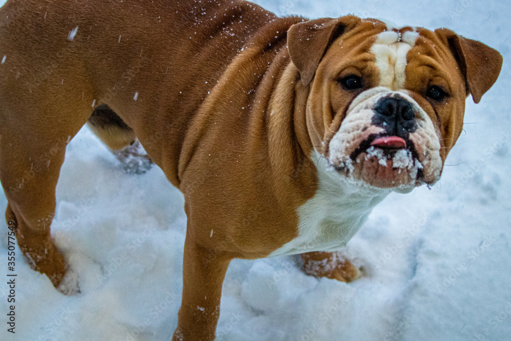 English bulldog in the snow 