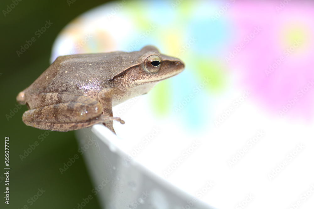 Fototapeta premium Polypedates leucomystax