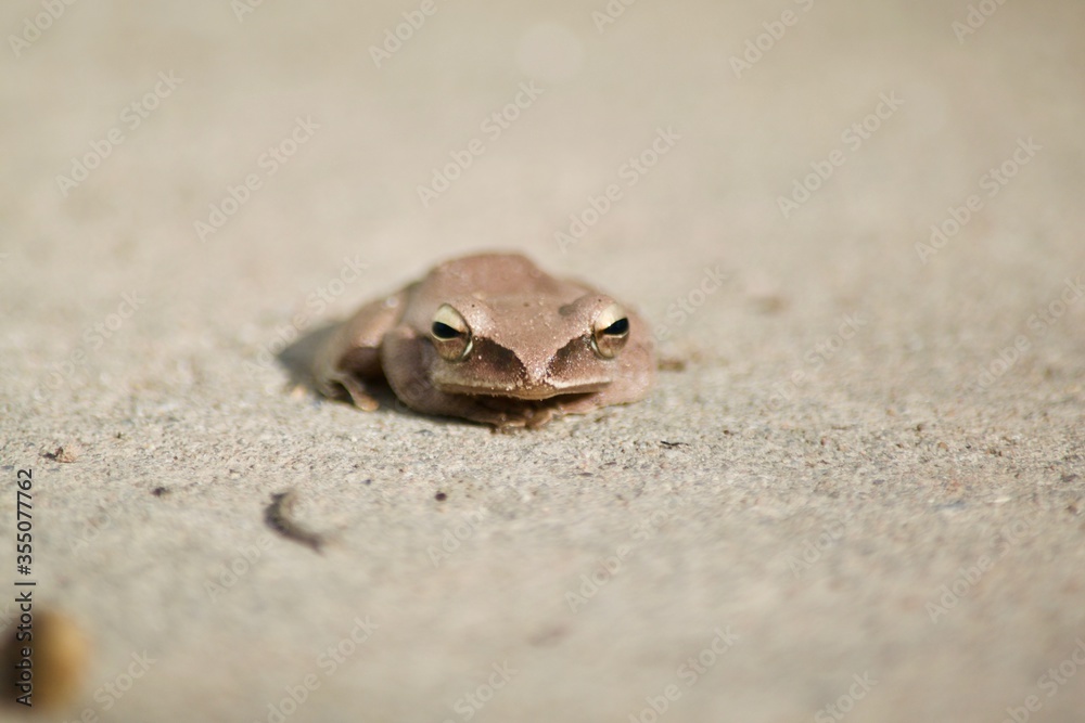 Obraz premium Polypedates leucomystax