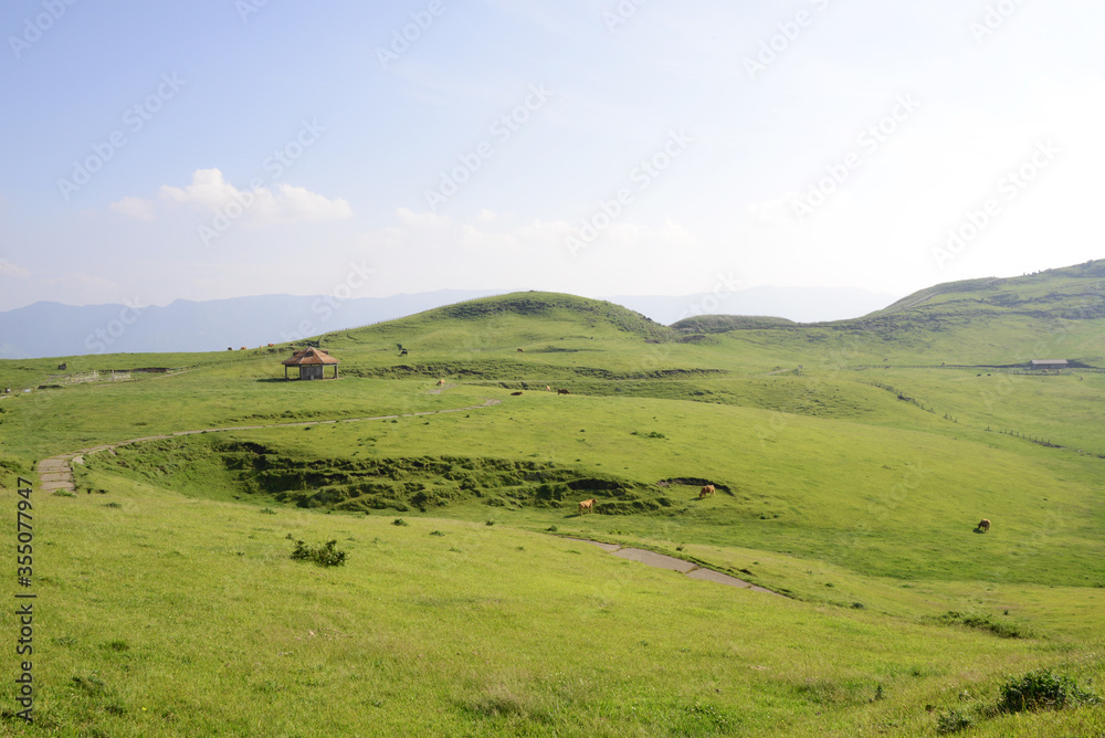 Fototapeta premium 牛と馬と草原 熊本県阿蘇