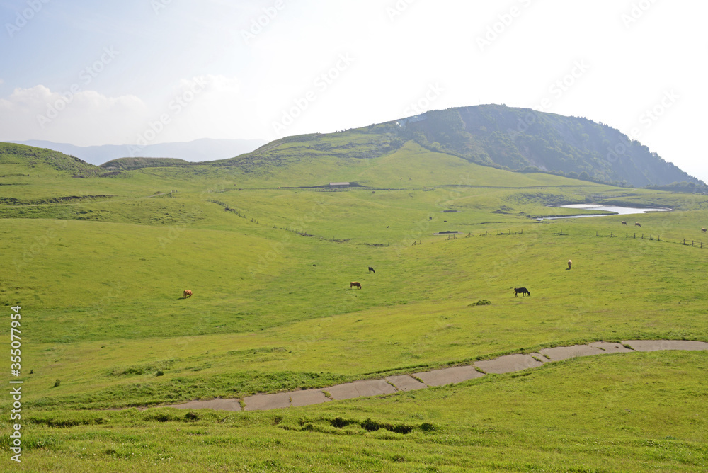 牛と馬と草原　熊本県阿蘇