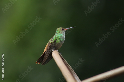 Rufous-tailed Hummingbird Amazilia tzacatl. Taken at Panacam, Lago de Yojoa, Honduras
