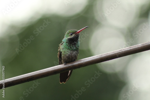 Rufous-tailed Hummingbird Amazilia tzacatl. Taken at Panacam, Lago de Yojoa, Honduras