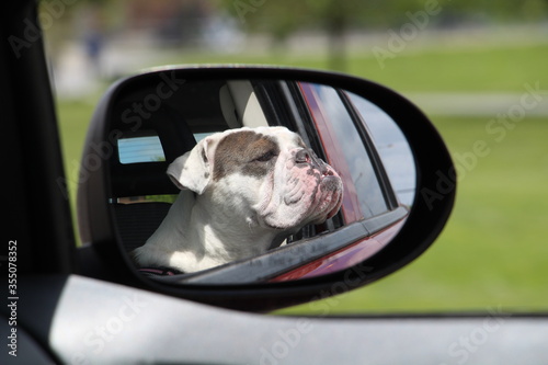  English bulldog sitting on passenger seat rearview mirror look 
