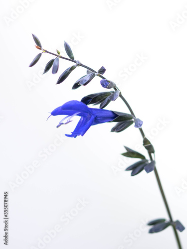 blue flower