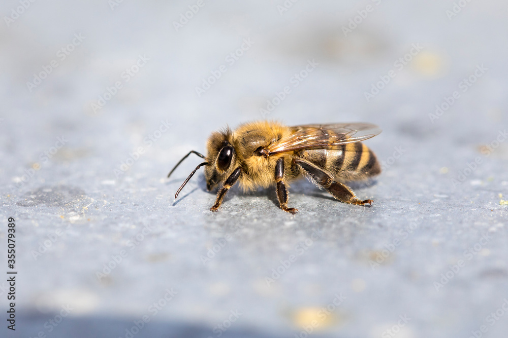 bees and flowers, environment, protection, diversity bees and flowers, environment, protection, diversity