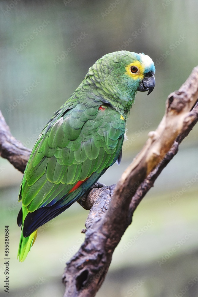 Obraz premium Blue Fronted Amazon Parrot