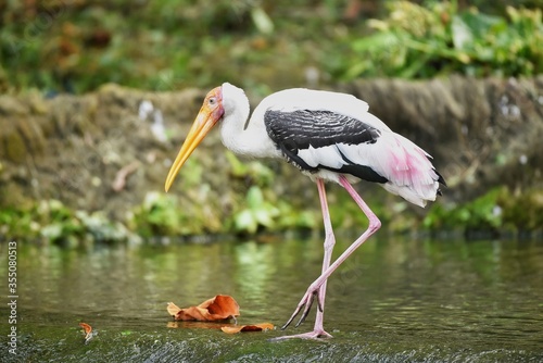 Stork in natural habitat