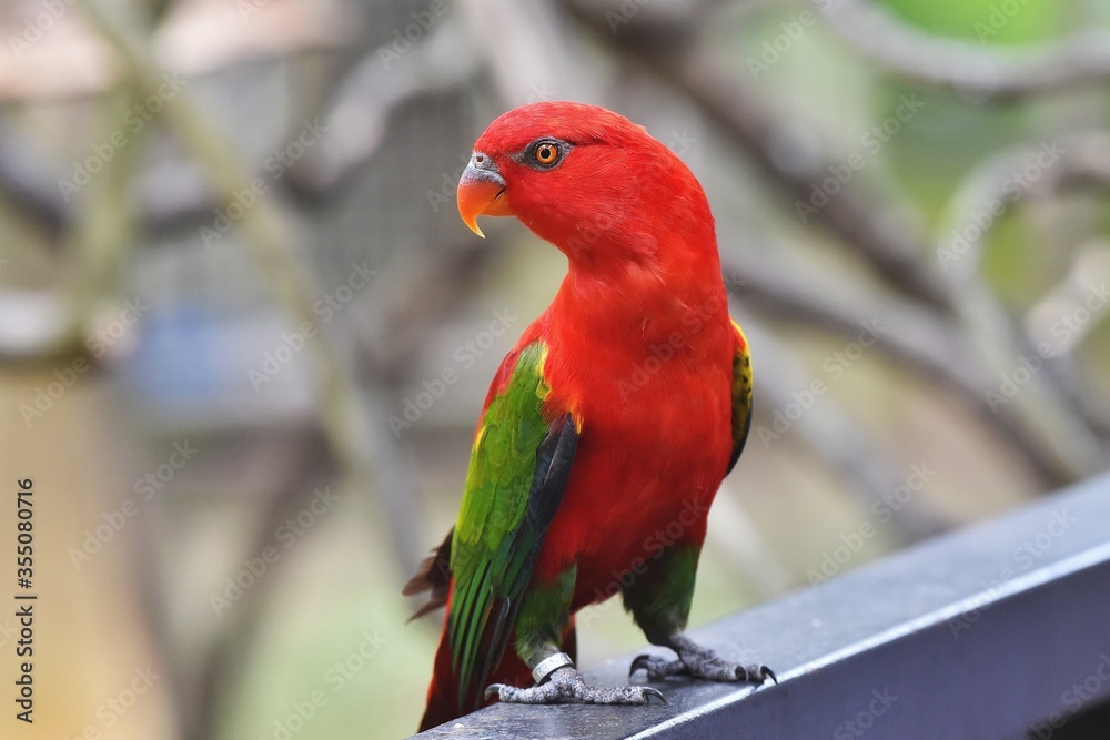 Australian (Green-Winged) King Parrot