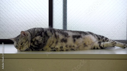伸びをして昼寝をする猫の全身の動画