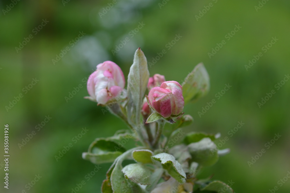 Рязанская область, цветущая яблоня в мае