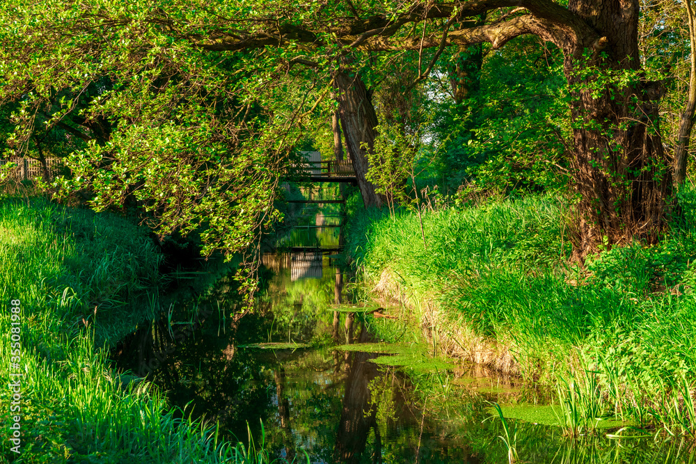 Naklejka premium potok płynący wśród drzew latem