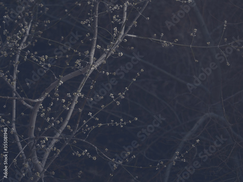 Tangle of branches with small buds in night and mist under the moonlight, as a background, selective focus.