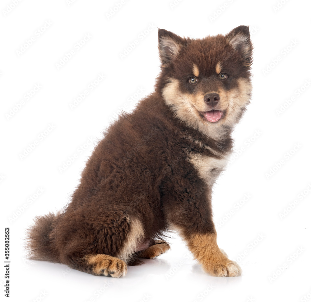 Fototapeta premium puppy Finnish Lapphund in studio