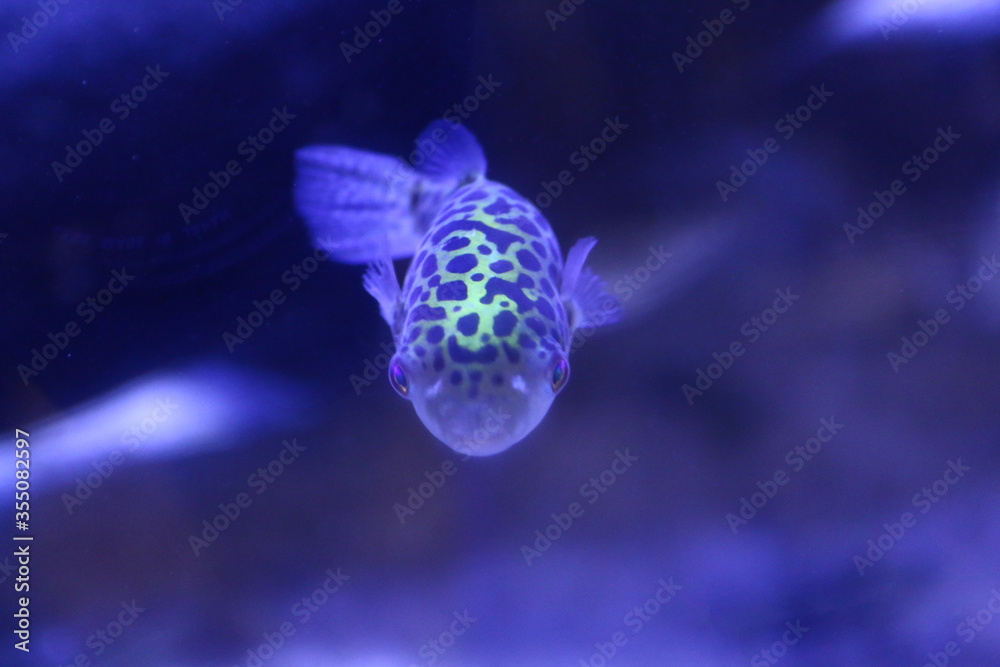 Obraz premium こちらを向く魚