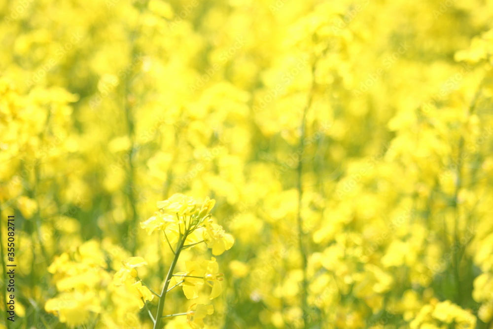 Obraz premium 満開の黄色い菜の花