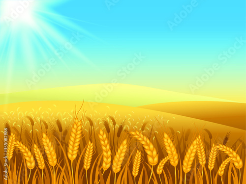 Rural landscape with wheat fields and green hills on background. Vector illustration.