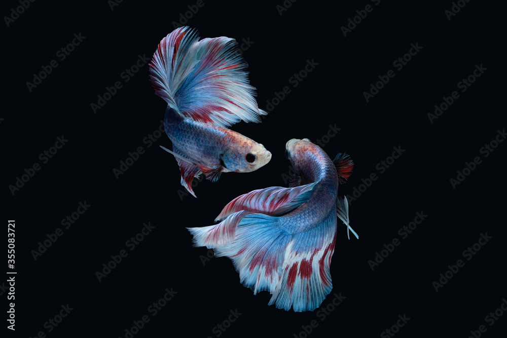 Two dancing Blue marble grizzle halfmoon betta fish siamese isolated on black color background Two dancing Blue marble grizzle halfmoon betta fish siamese isolated on black color background