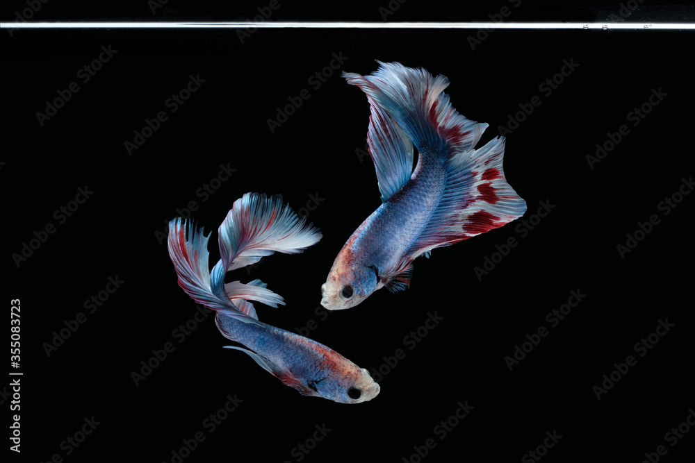 Two dancing Blue marble grizzle halfmoon betta fish siamese isolated on black color background Two dancing Blue marble grizzle halfmoon betta fish siamese isolated on black color background