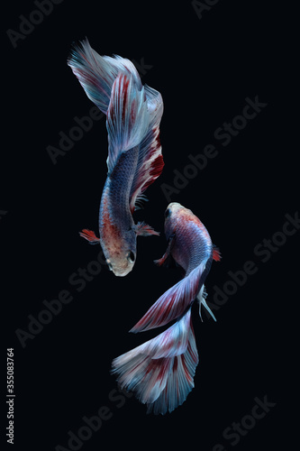 Two dancing Blue marble grizzle halfmoon betta fish siamese isolated on black color background