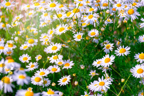 Chamomile flowers field background in sunlight. Beautiful nature scene with blooming medical chamomile. Alternative medicine.