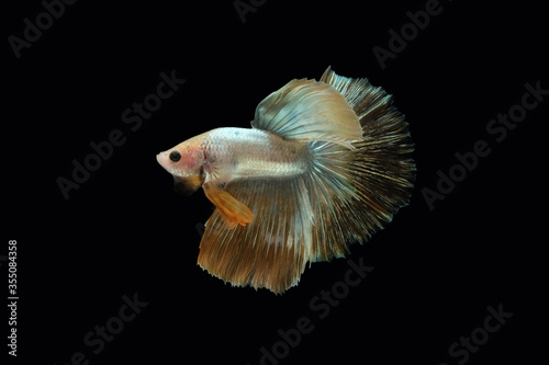 Side view angle of golden halfmoon rosetail marble grizzle betta siamese fighting fish isolated on black color background © miniartkur