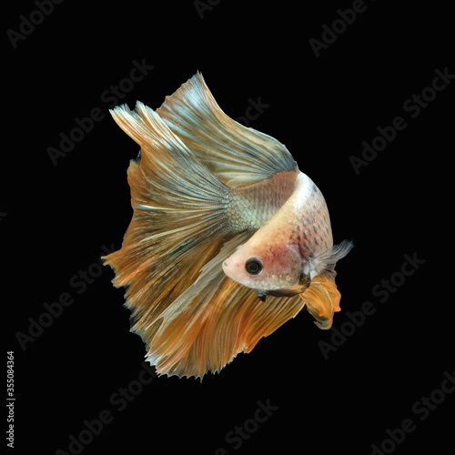Side view angle of golden halfmoon rosetail marble grizzle betta siamese fighting fish isolated on black color background © miniartkur
