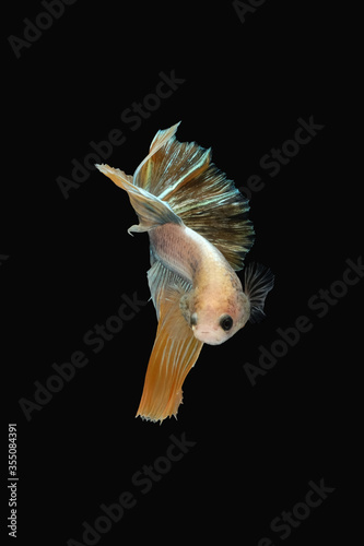 Front face / view angle of golden halfmoon rosetail marble grizzle betta siamese fighting fish isolated on black color background