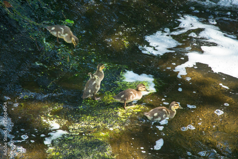 Fototapeta premium Baby mallard ducklings feeding and swimming in Broad Brook, Connecticut.