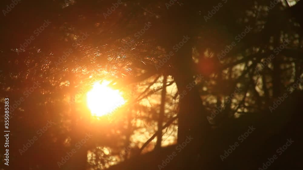 Strong colors of sun and sunset in the woods. Strong colors of sun and sunset in the woods.