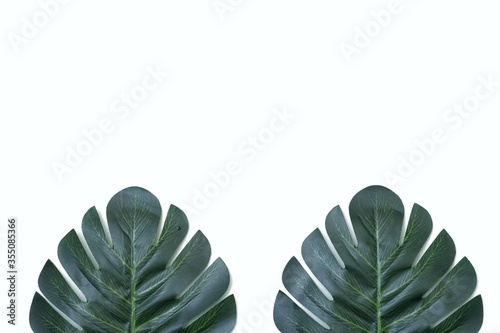 Half view of Monstera leaves on white isolated background with copy spae