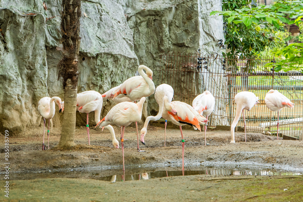 大崎公園子供動物園 オオフラミンゴ 大崎公園子供動物園 オオフラミンゴ