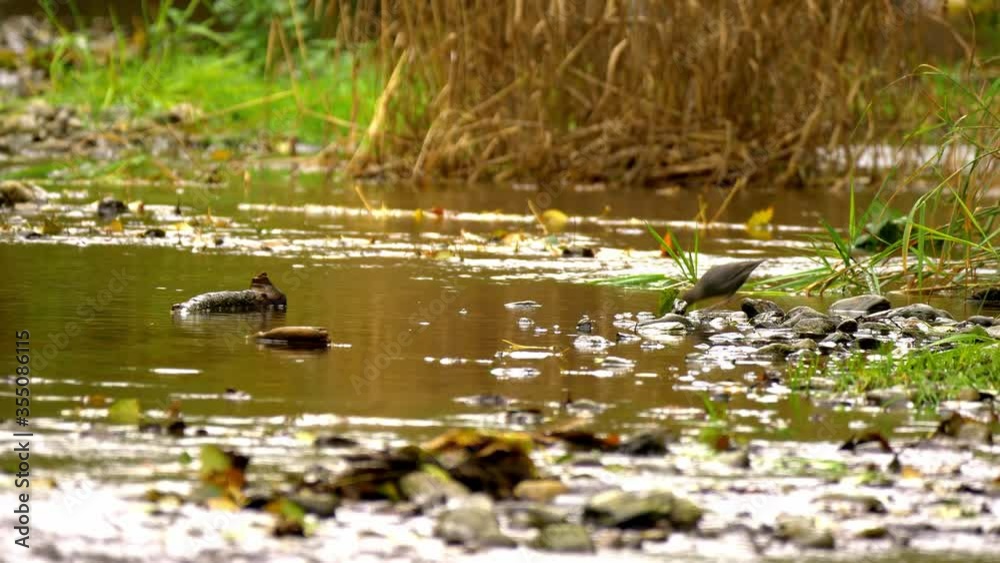 American dipper looking for food in cold water American dipper looking for food in cold water