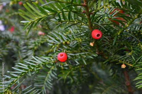 yew berry with red berry