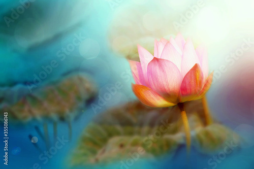 Soft focused image with lotus and blur bokeh background  De focused with flower and blur back ground  Abstract beautiful nature background