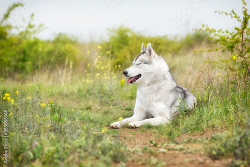 A grey and white Siberian Husky female is sleeping in a field in a grass. Her eyes are closed, she looks left. There is a lot of greenery, grass, and yellow flowers around her. The sky is grey. © Rabinger