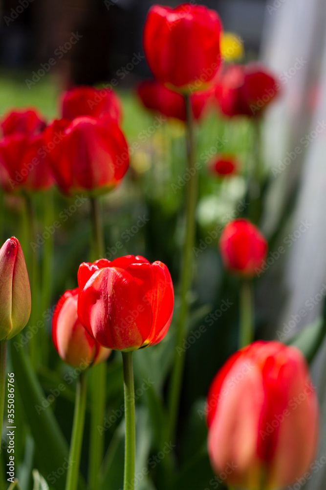Beautiful large red tulips closeup lit by the sun on a blurred background Beautiful large red tulips closeup lit by the sun on a blurred background