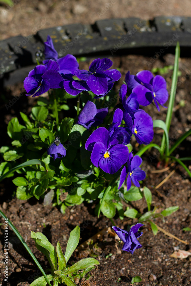 Beautiful blue viola flowers closeup lit by the sun
