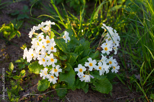 White summer flowers close-up on a background of green leaves photo