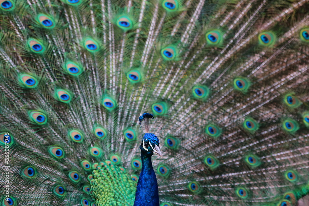 Fototapeta premium peacock with feathers