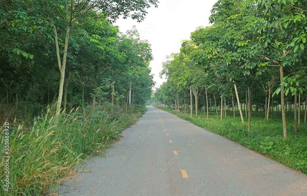 Asphalt road and Rubber tree forest