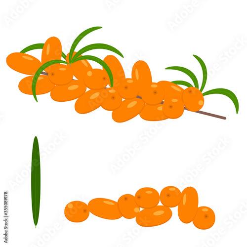 Fototapeta Naklejka Na Ścianę i Meble -  Sea-buckthorn. Isolated vector color image of sea buckthorn berries and twigs on a white background. Flat style.